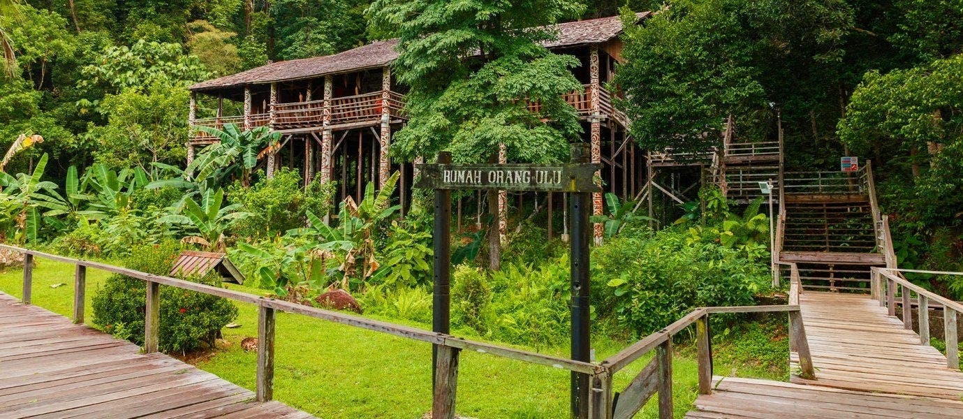 Between Rainforests & Orangutans