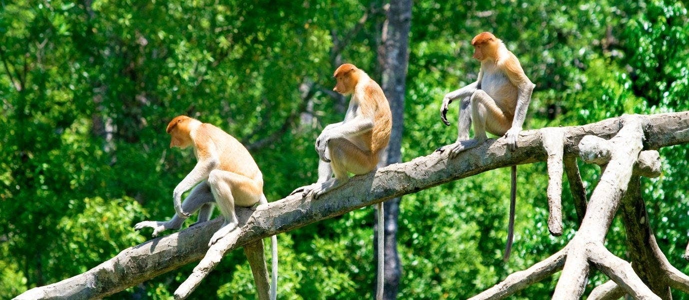 Between Rainforests & Orangutans