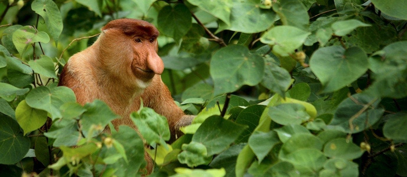 Between Rainforests & Orangutans