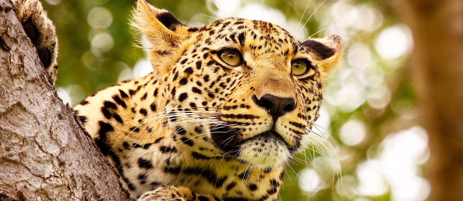 Cape, Kruger & Victoria Falls