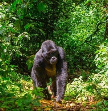 Parques, lagos y gorilas de montaña