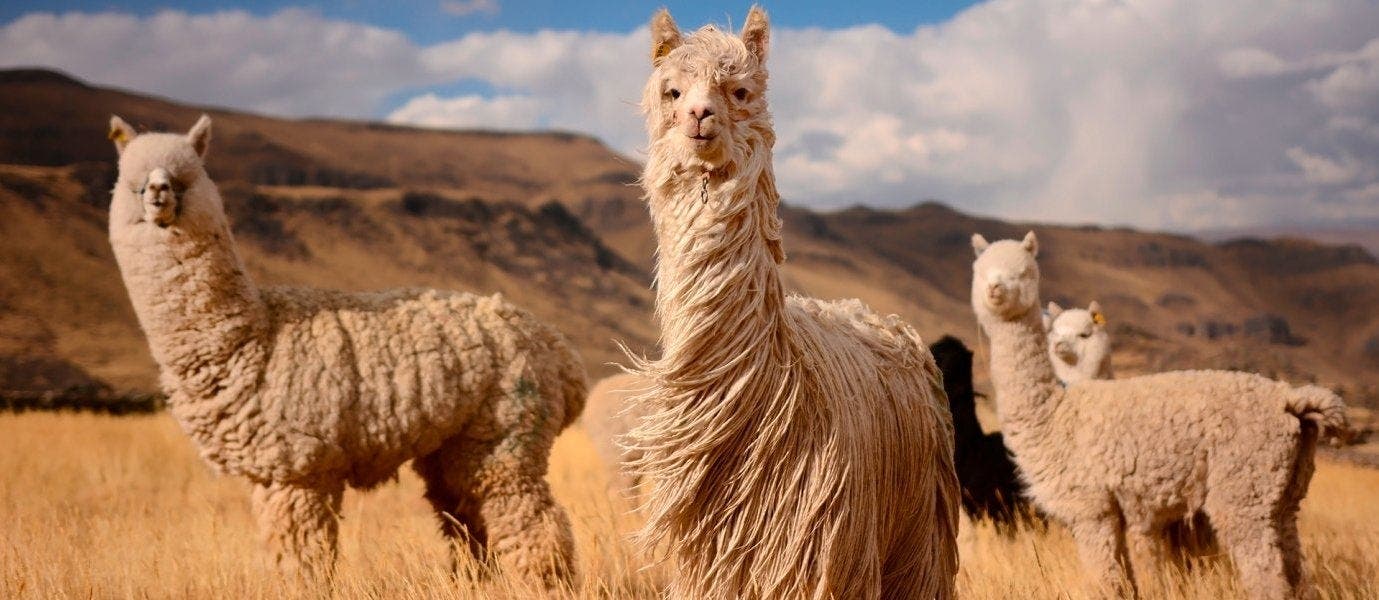 El Imperio de los Incas