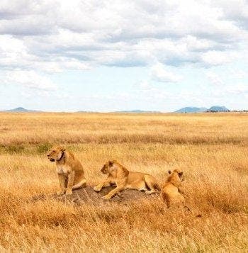 Grandes parques de fauna salvaje