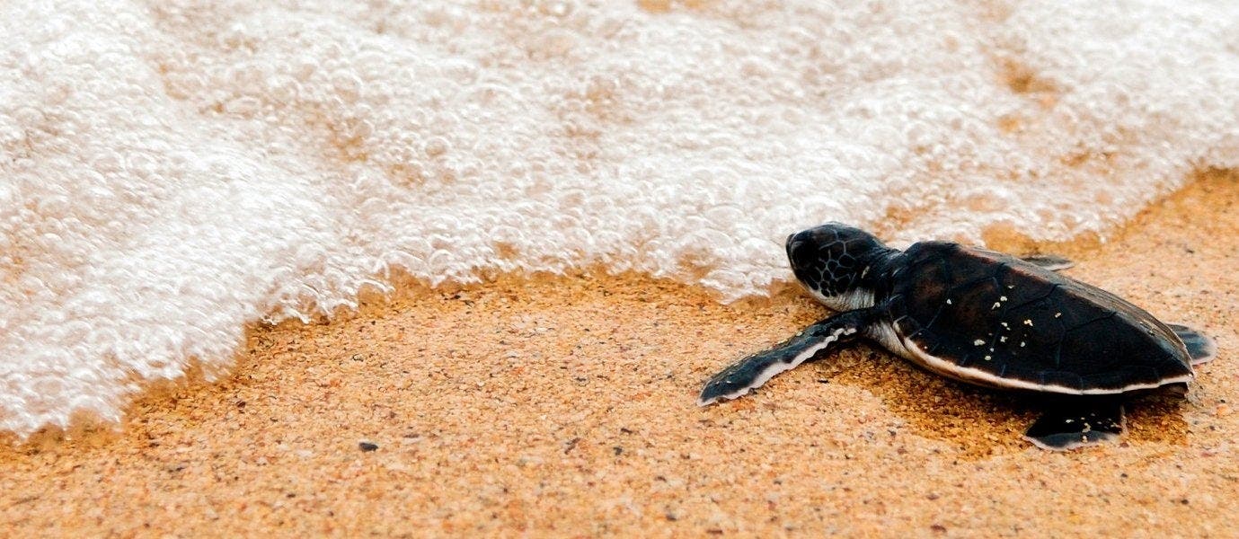 Regenwaldabenteuer & Schildkrötenparadies