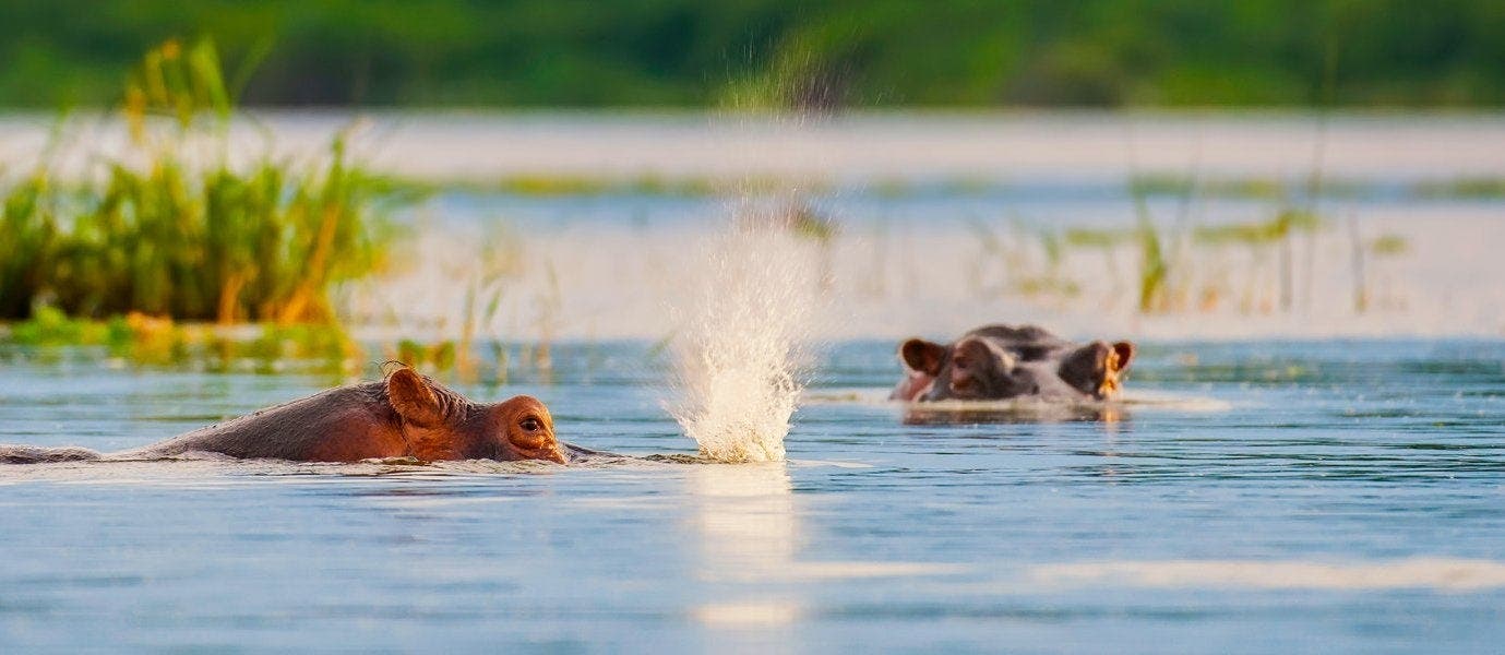 Highlights Ugandas: Land der Primaten