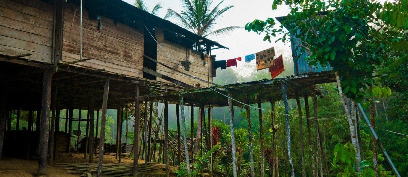 Entre junglas y orangutanes