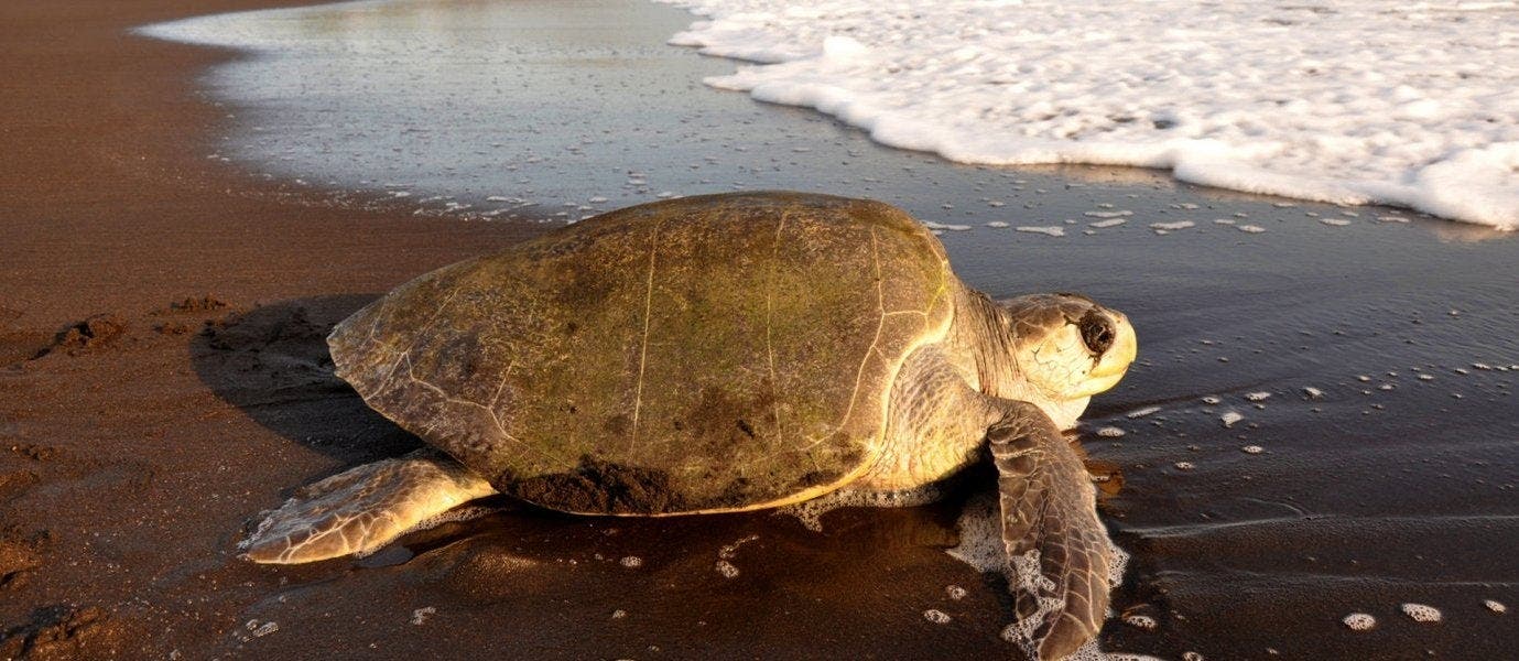Forêts tropicales et détente à Tamarindo