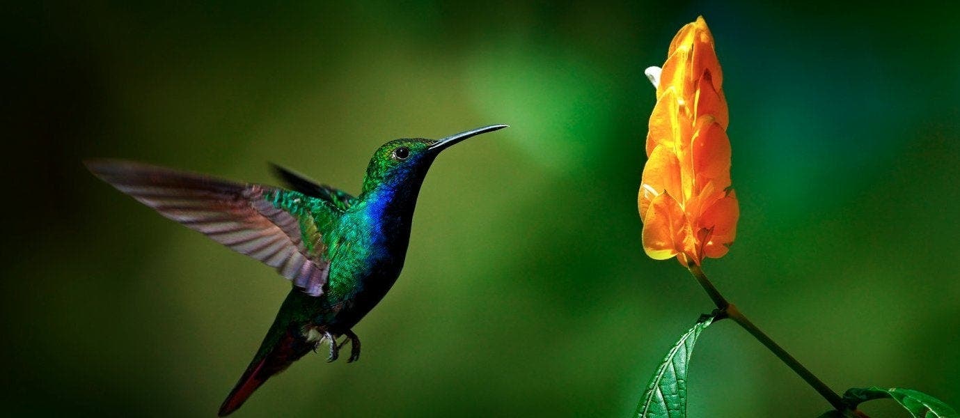 Forêts tropicales et détente à Tamarindo