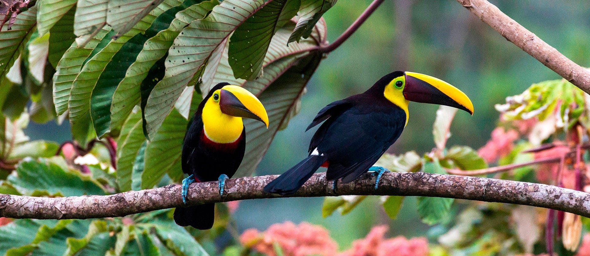 Pura Vida & Paradise in Tamarindo