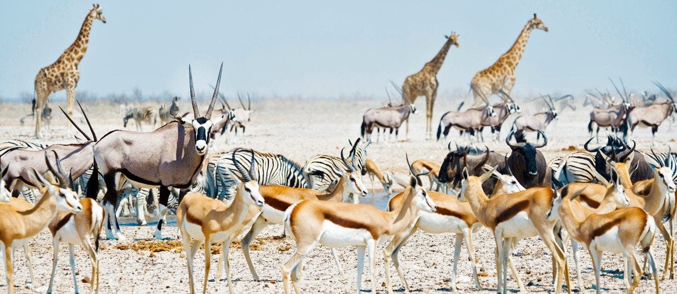 Safari, Sand Dunes & Naukluft Mountains
