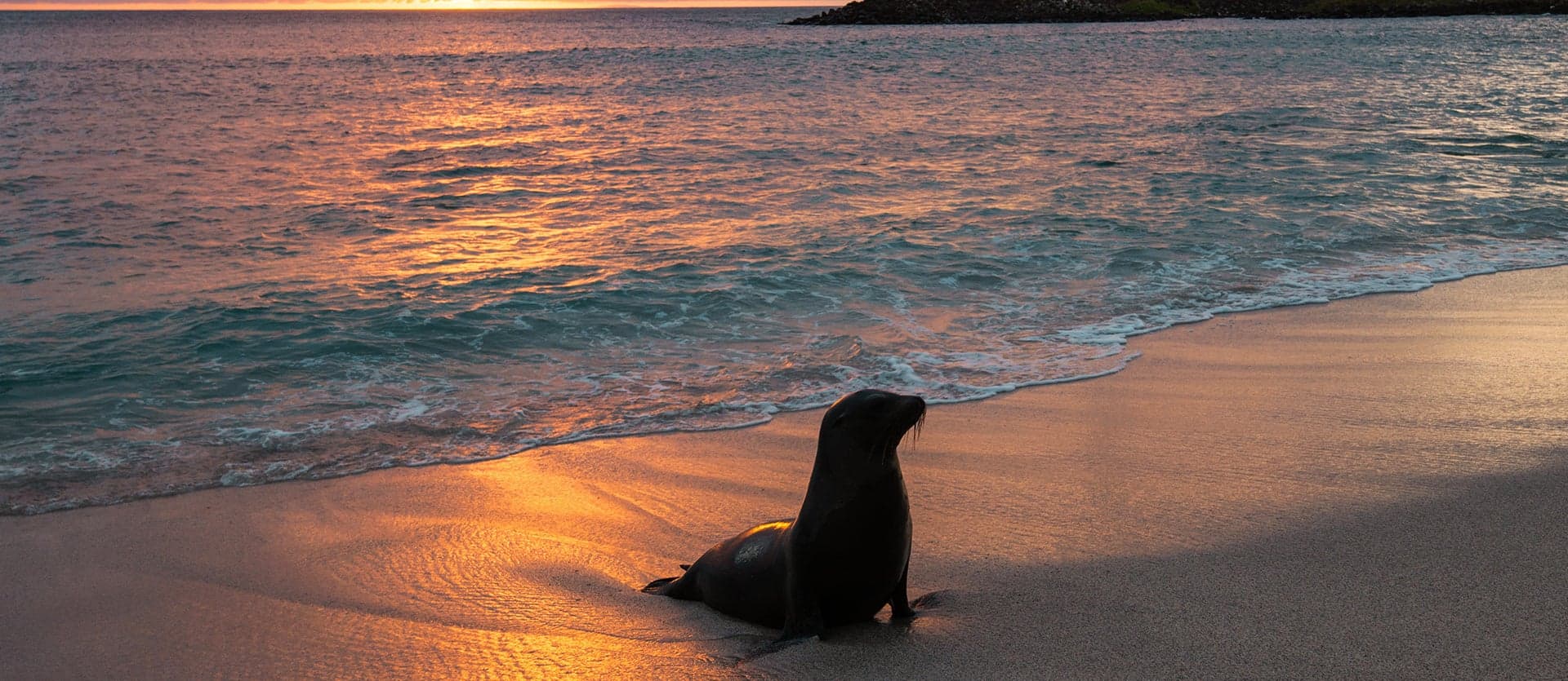 Lion de mer <span class="iconos separador"></span> Îles Galápagos
