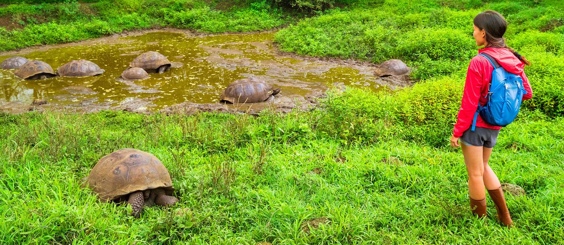 Tortues géantes <span class="iconos separador"></span> Îles Galápagos