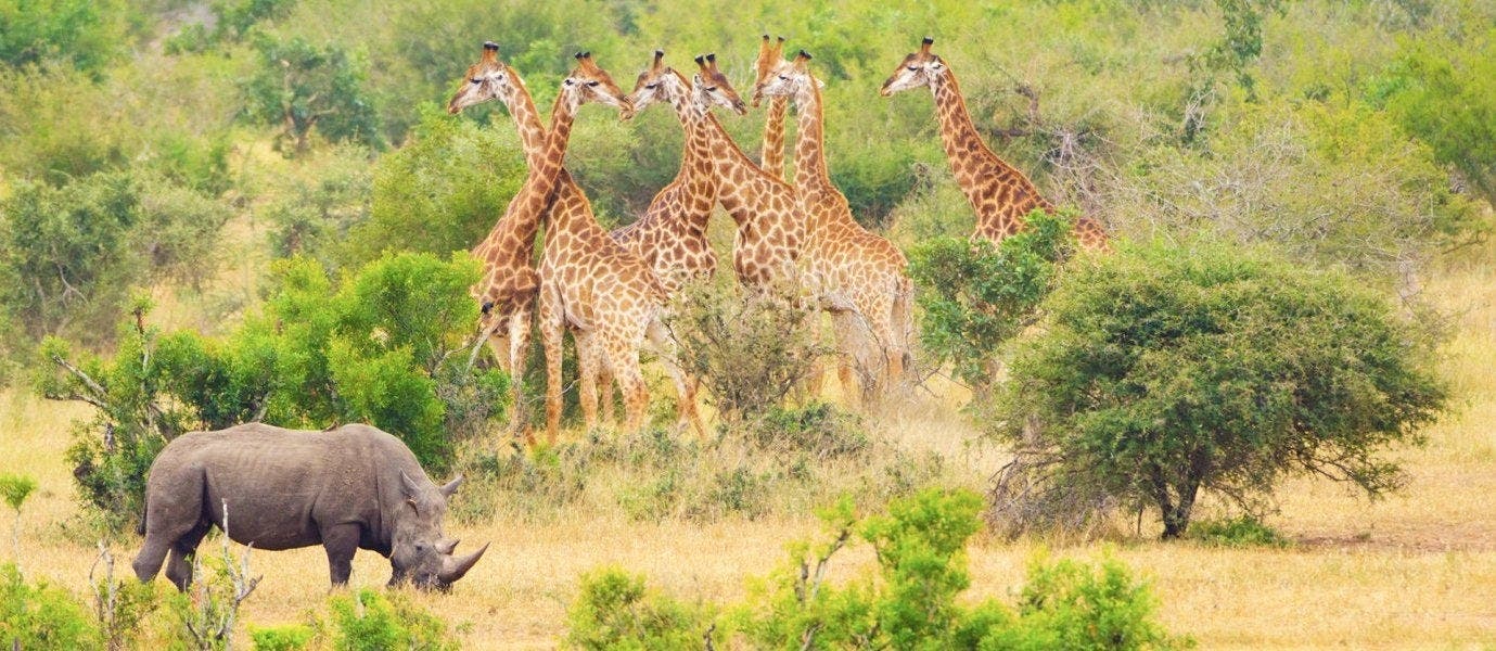 Africa: From South to North