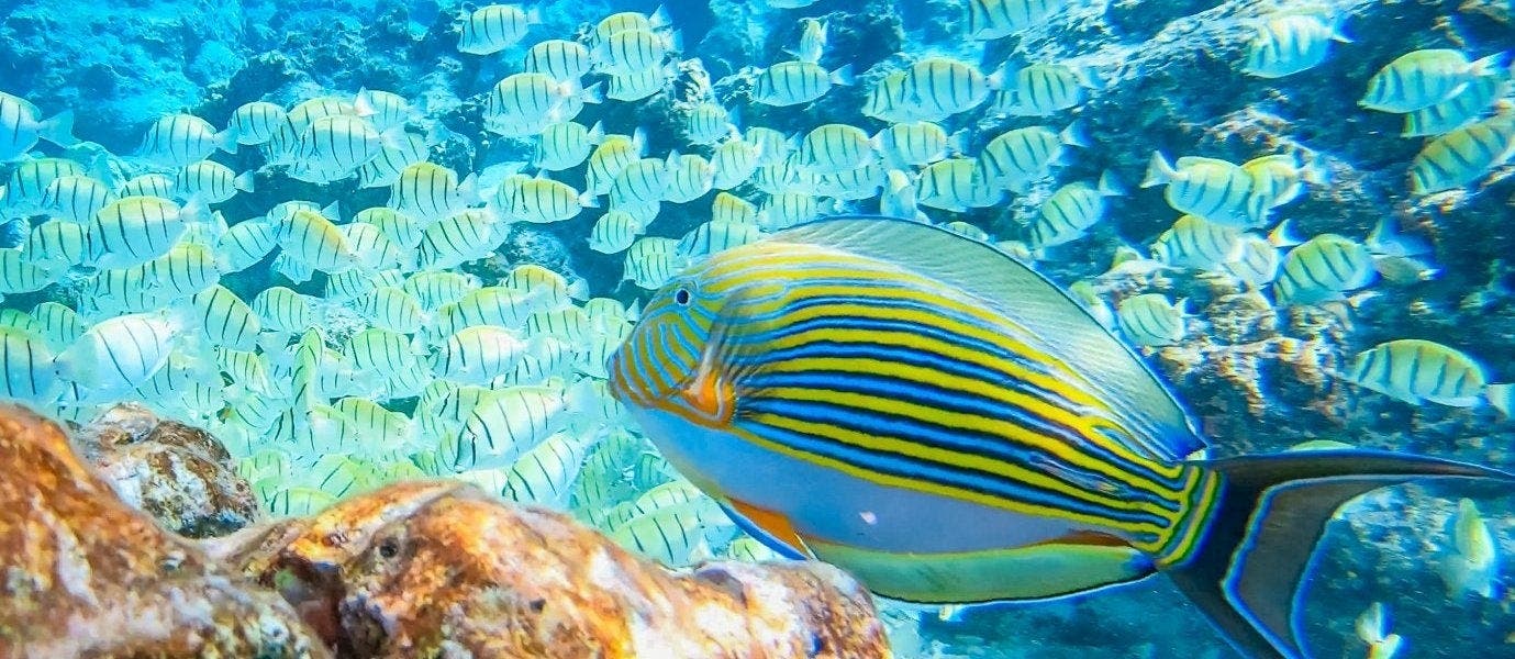 All-Inclusive Indian Ocean Paradise