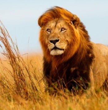 Maasai Mara, Mountain Gorillas & Zanzibar 
