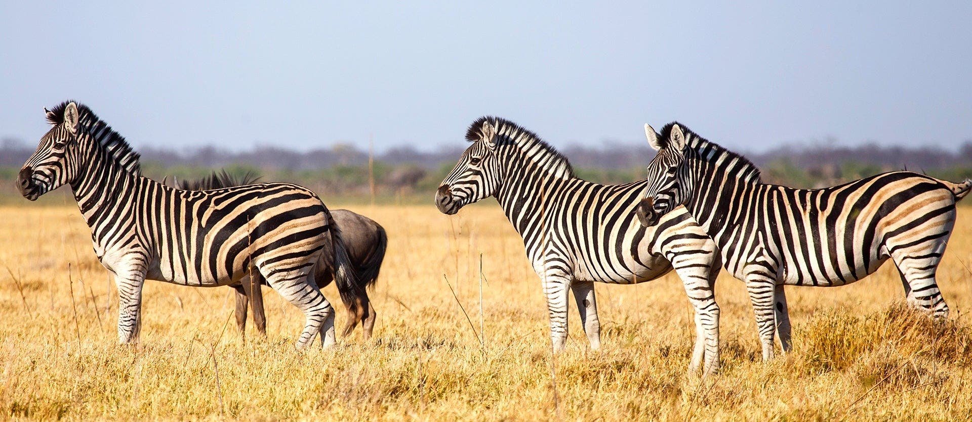 Waterfalls, Wild Chobe & Okavango Safari 