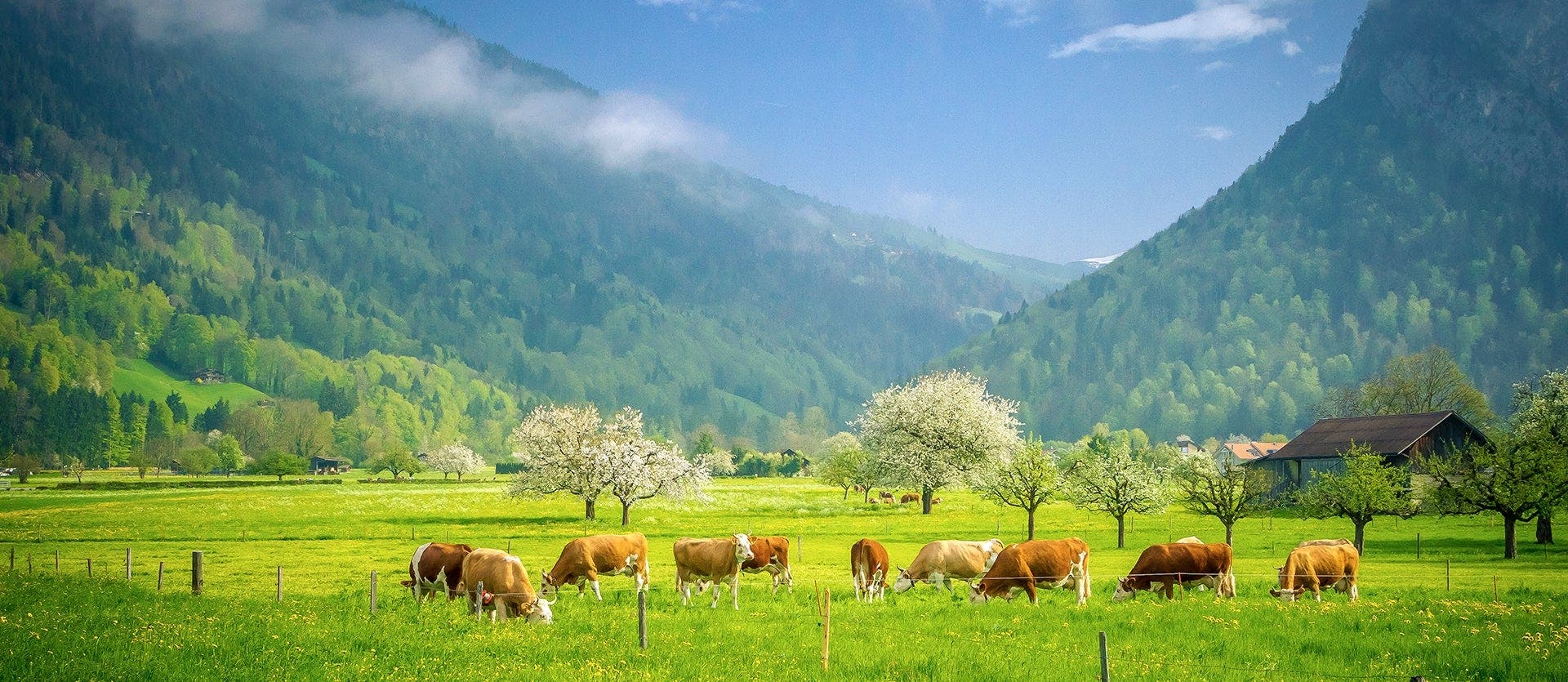 Escorted Alps and Cities of Switzerland