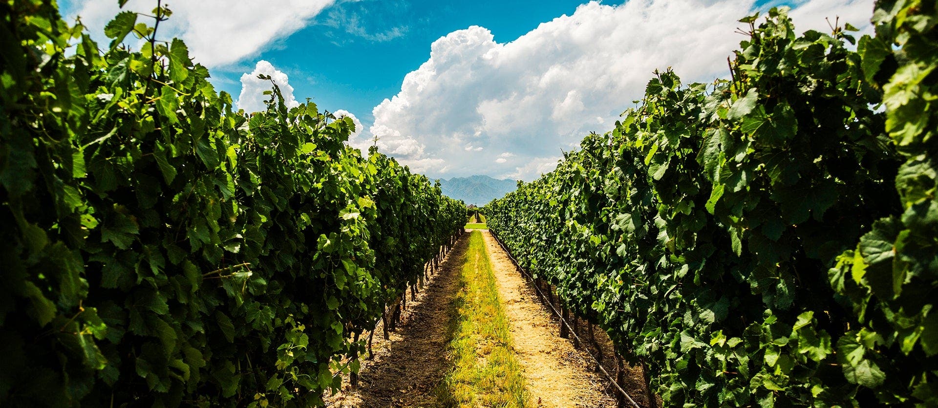 Andean landscapes, cities, and vineyards
