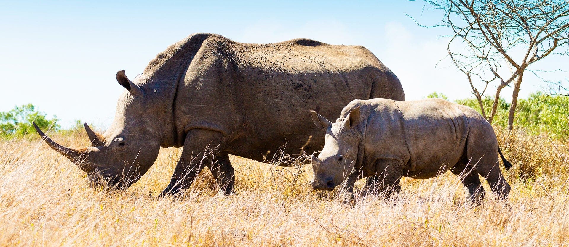 Kruger National Park & Victoria Falls