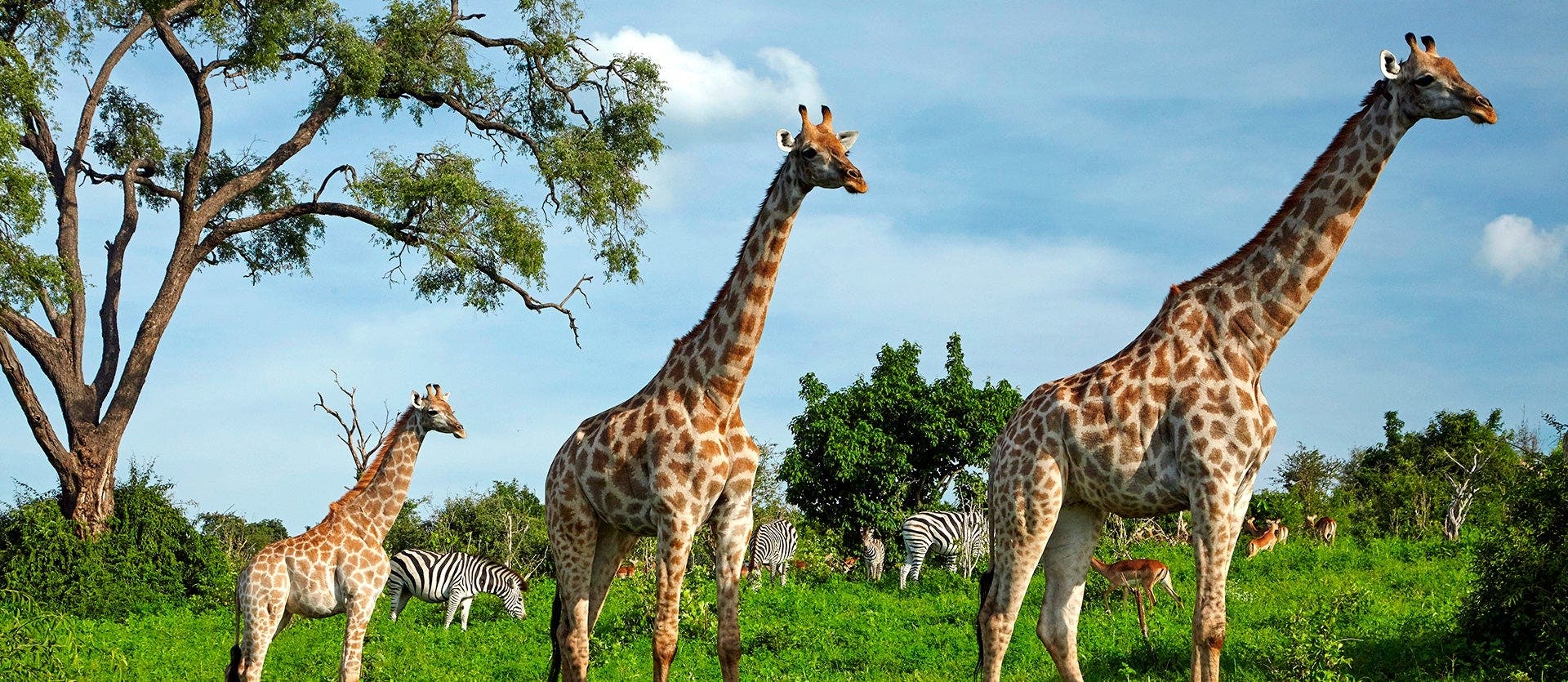 Victoria Falls, Safari Days & Giant Dunes