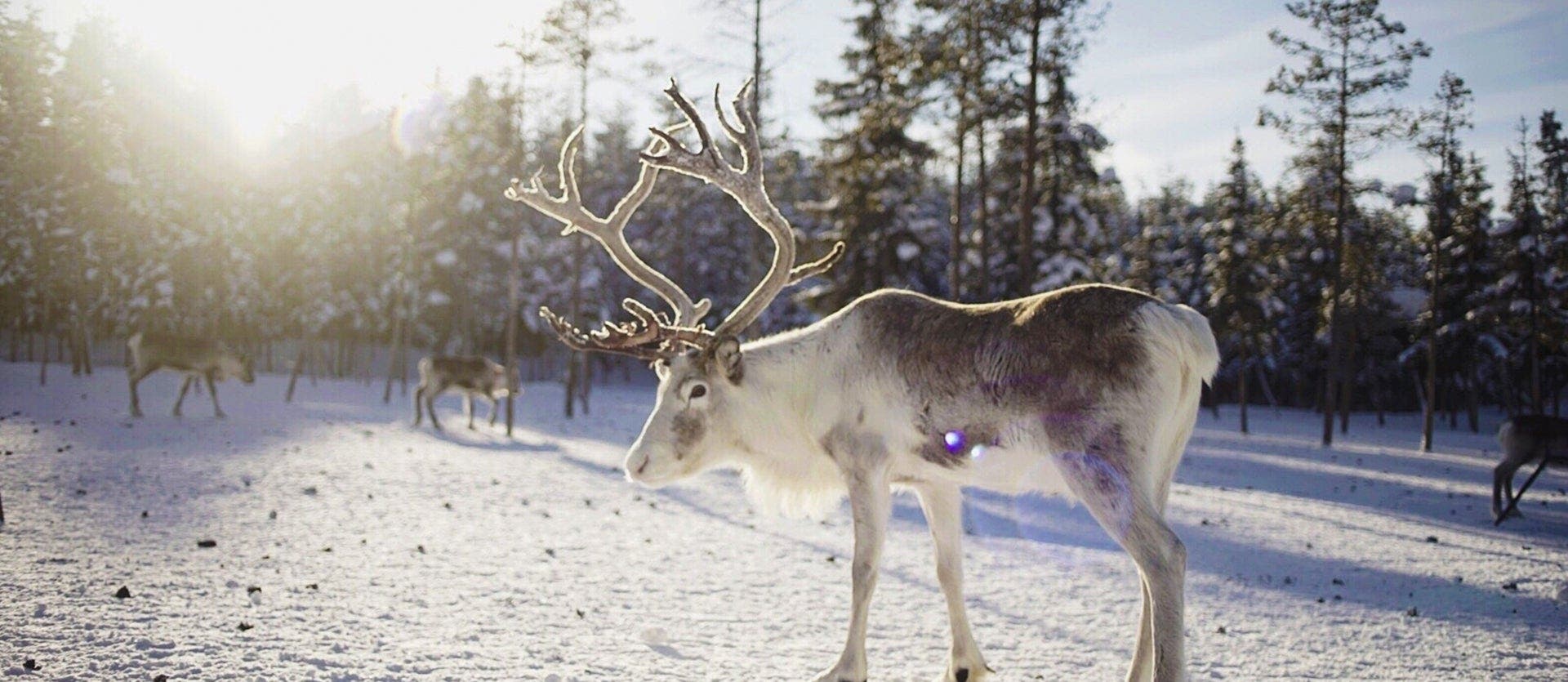 Arctic Magic: Winter Adventure in Lapland
