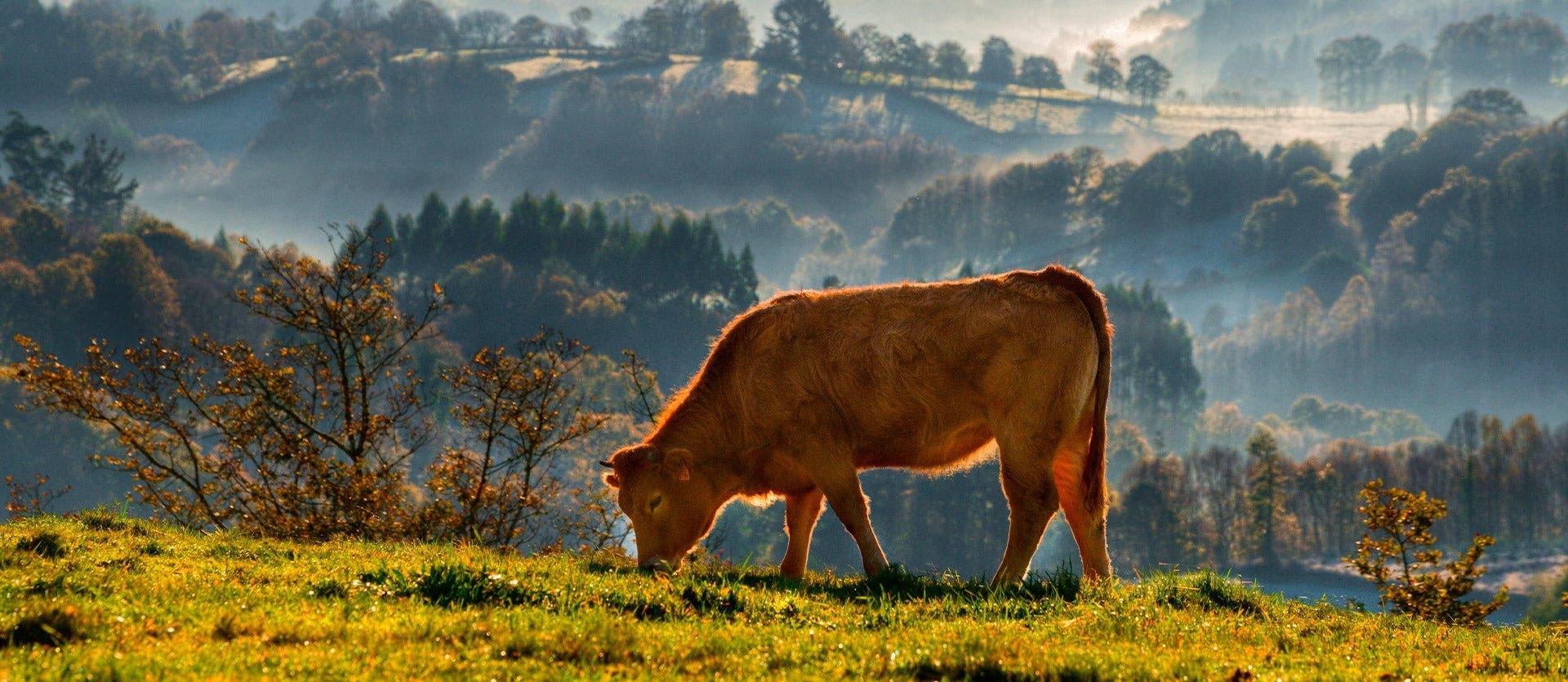 Pilgrimage Journey: The Camino de Santiago