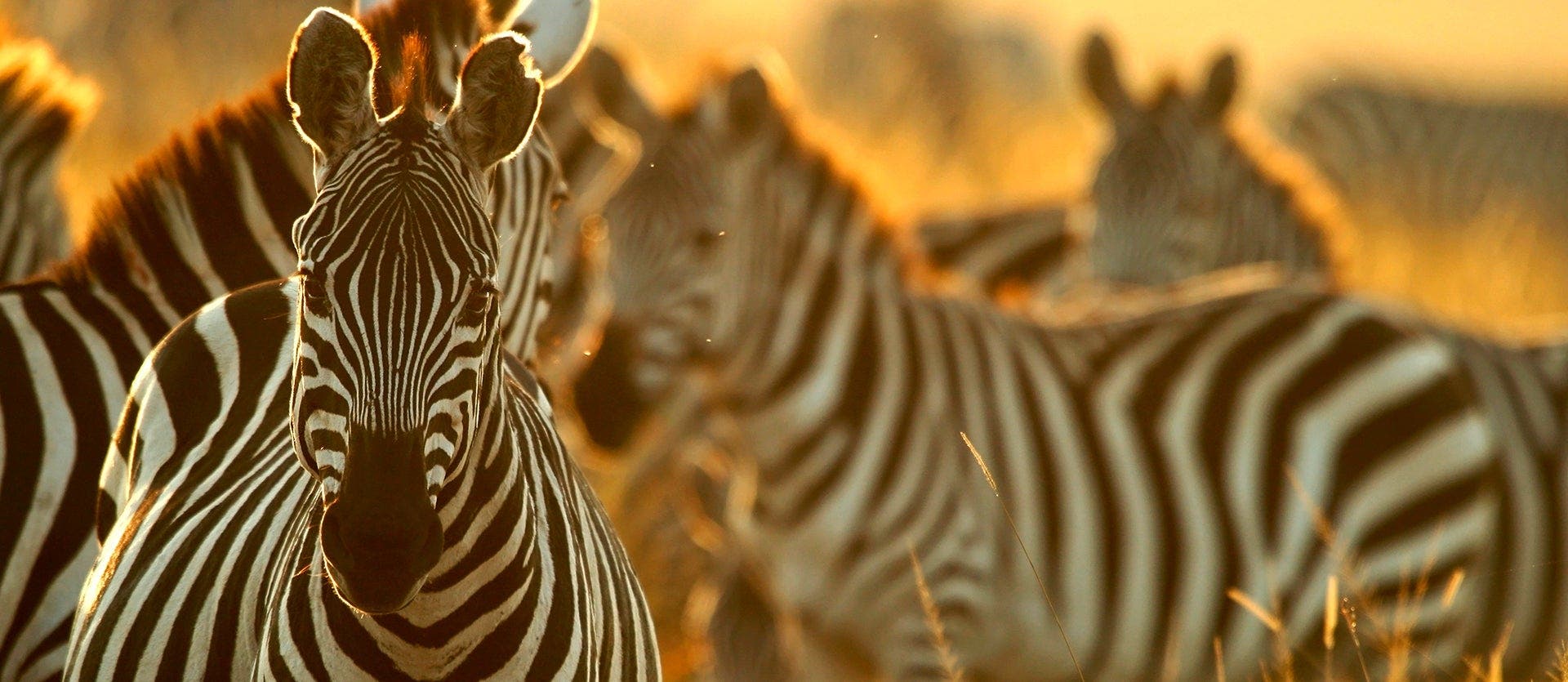 From Maasai Mara to Bwindi: a wild escape