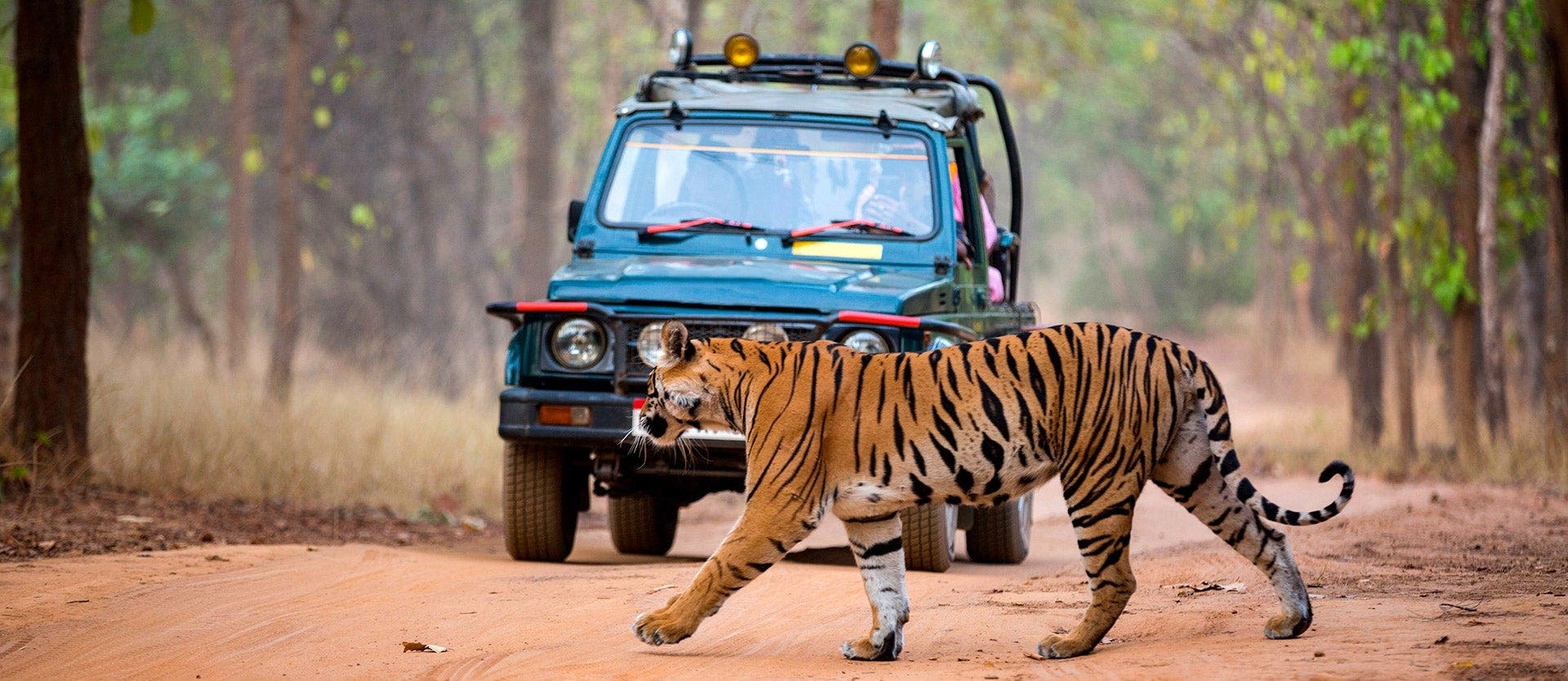 Indian Safari adventure