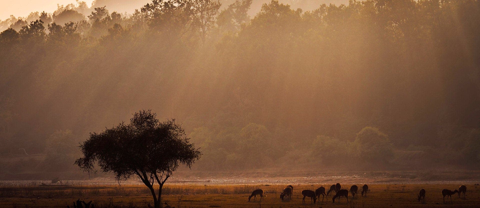 Indian Safari adventure