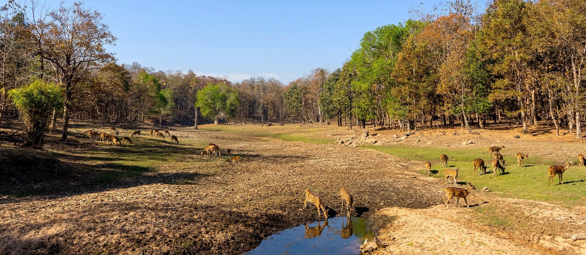 Indian Safari adventure