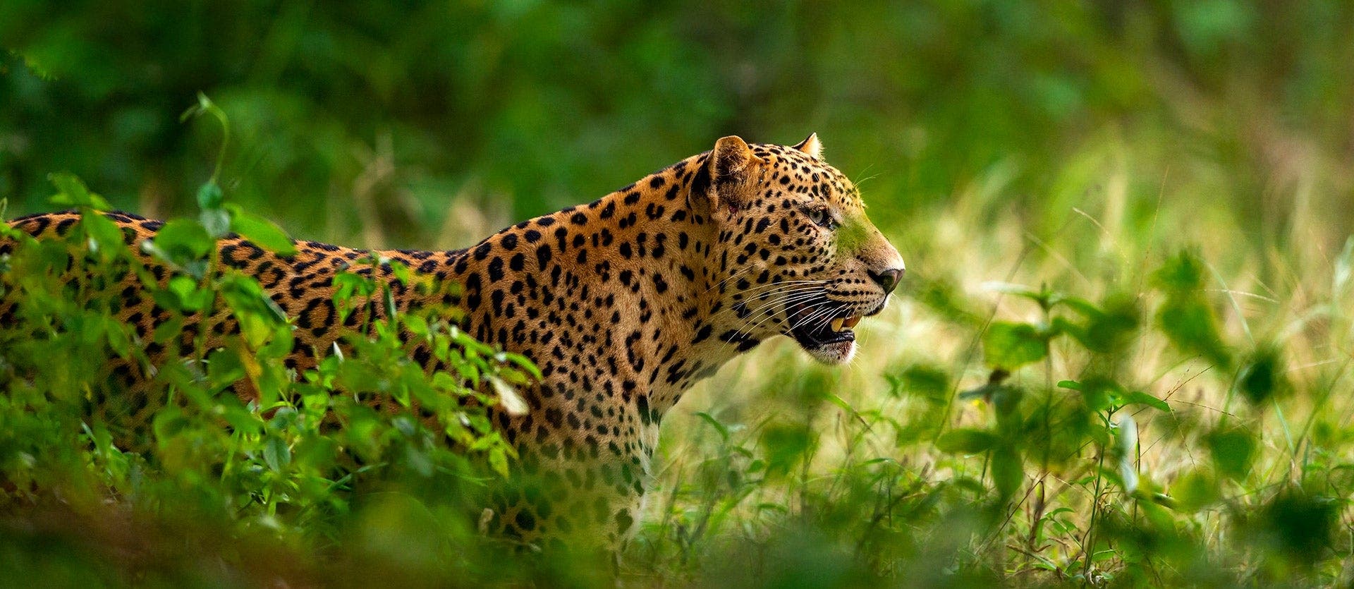 Indian Safari adventure