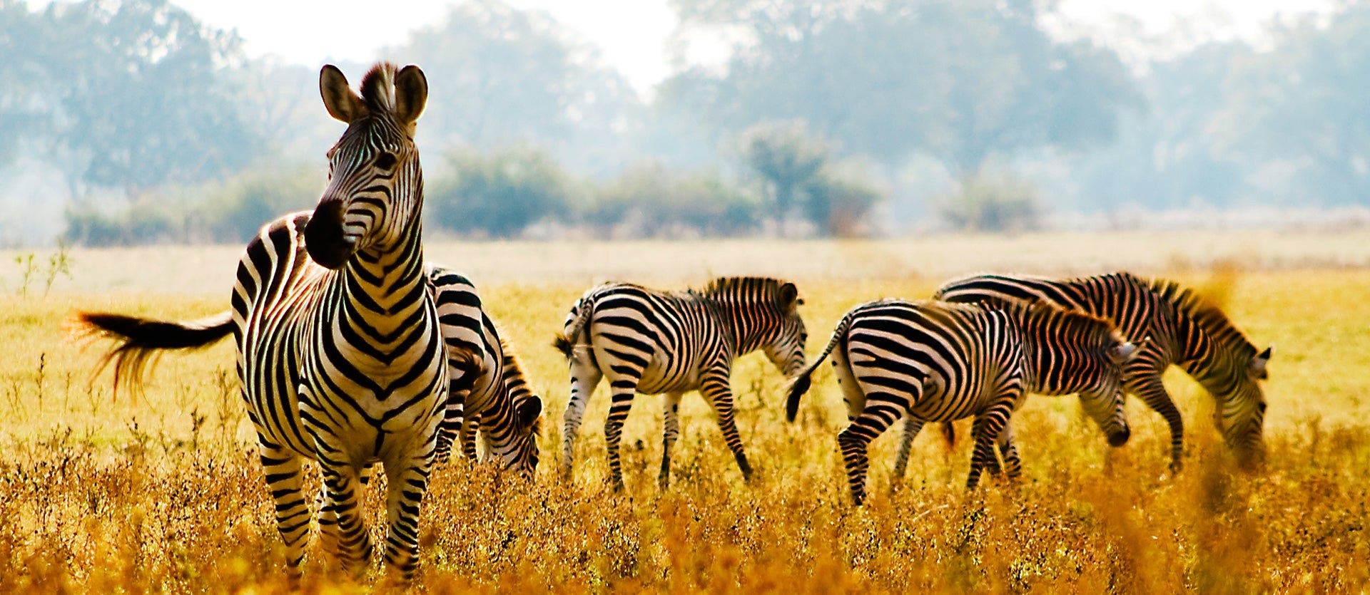 African roars: Big 5 to Victoria Falls