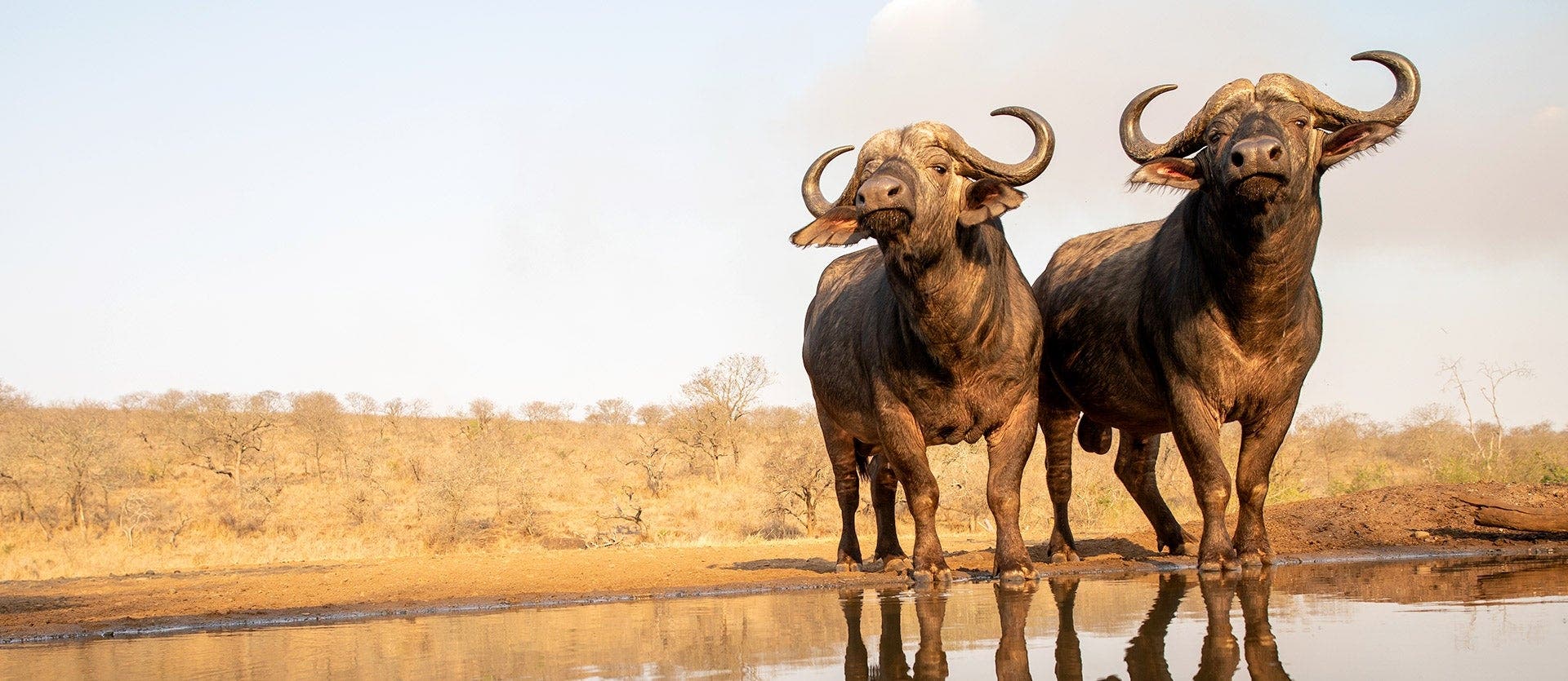 African roars: Big 5 to Victoria Falls