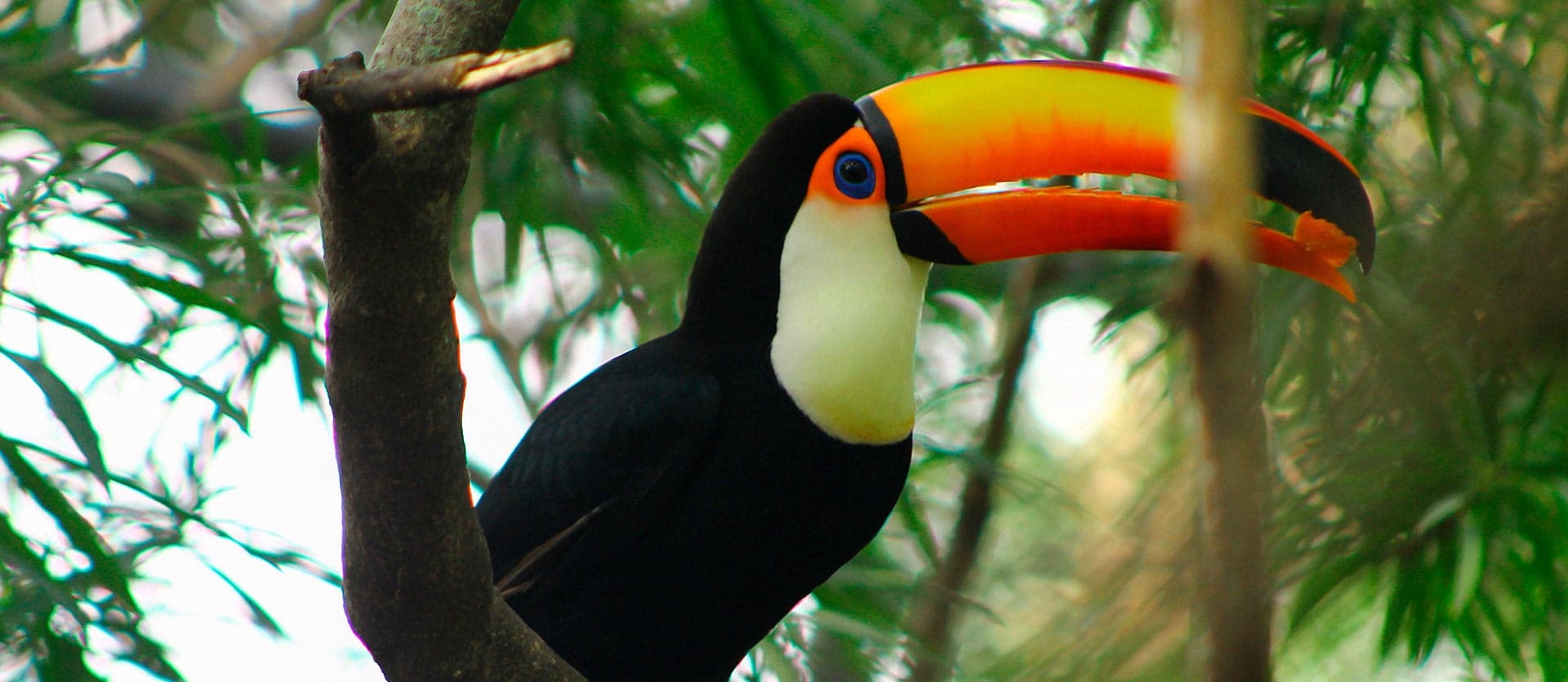 Toucan <span class="iconos separador"></span> Amazon 