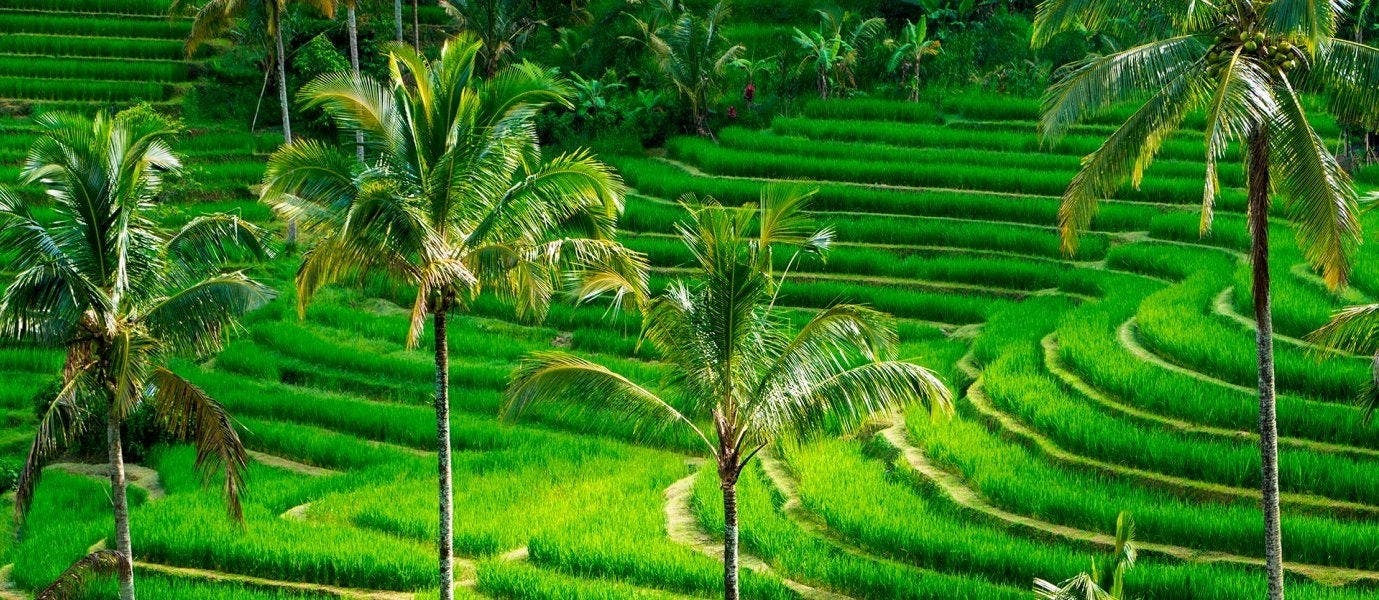 Adventures in Java & Bali Paradise