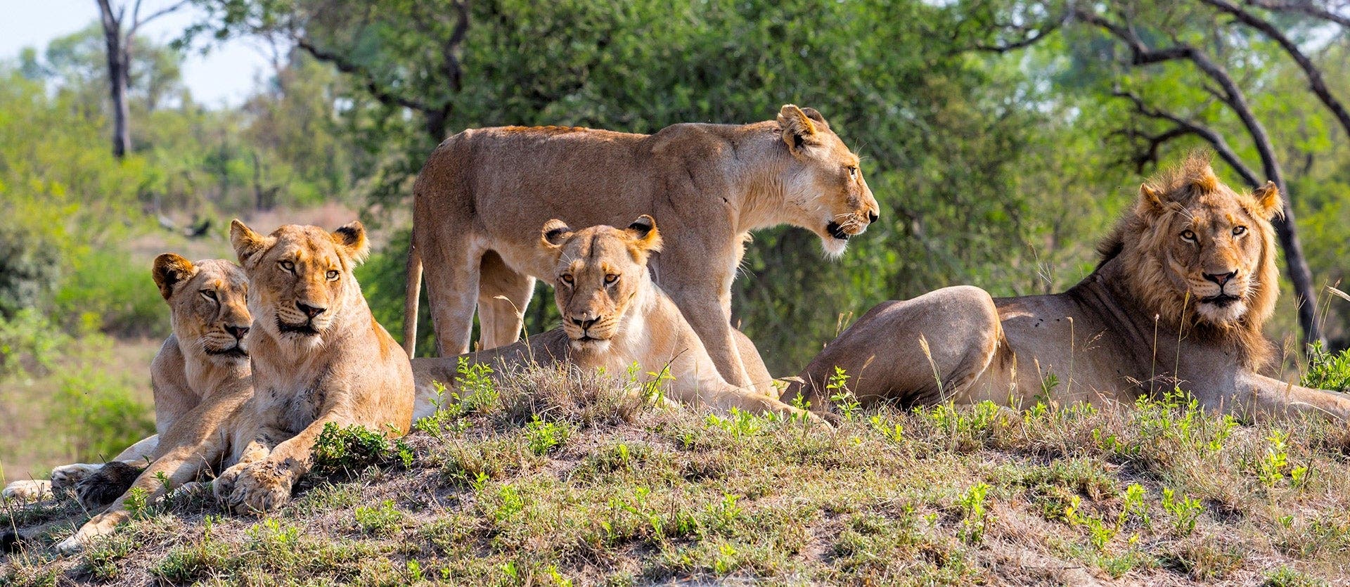 Cape, Kruger & Victoria Falls