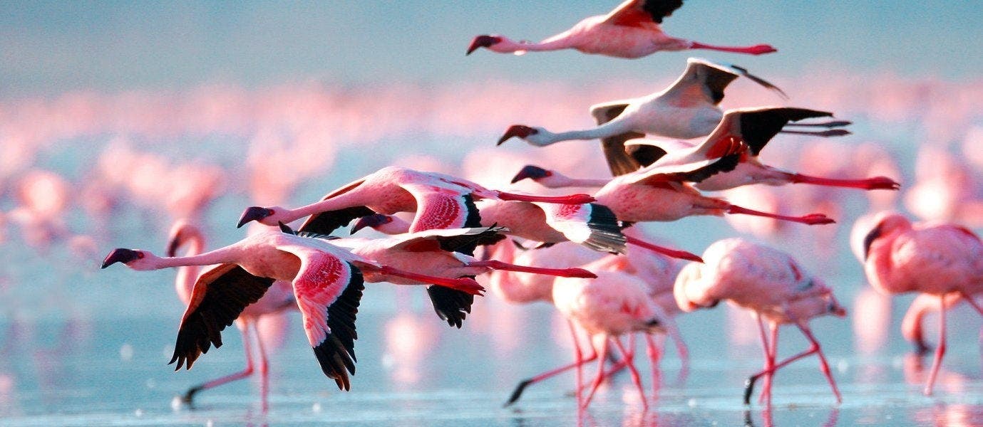 Luxury Safari & All-Inclusive Zanzibar