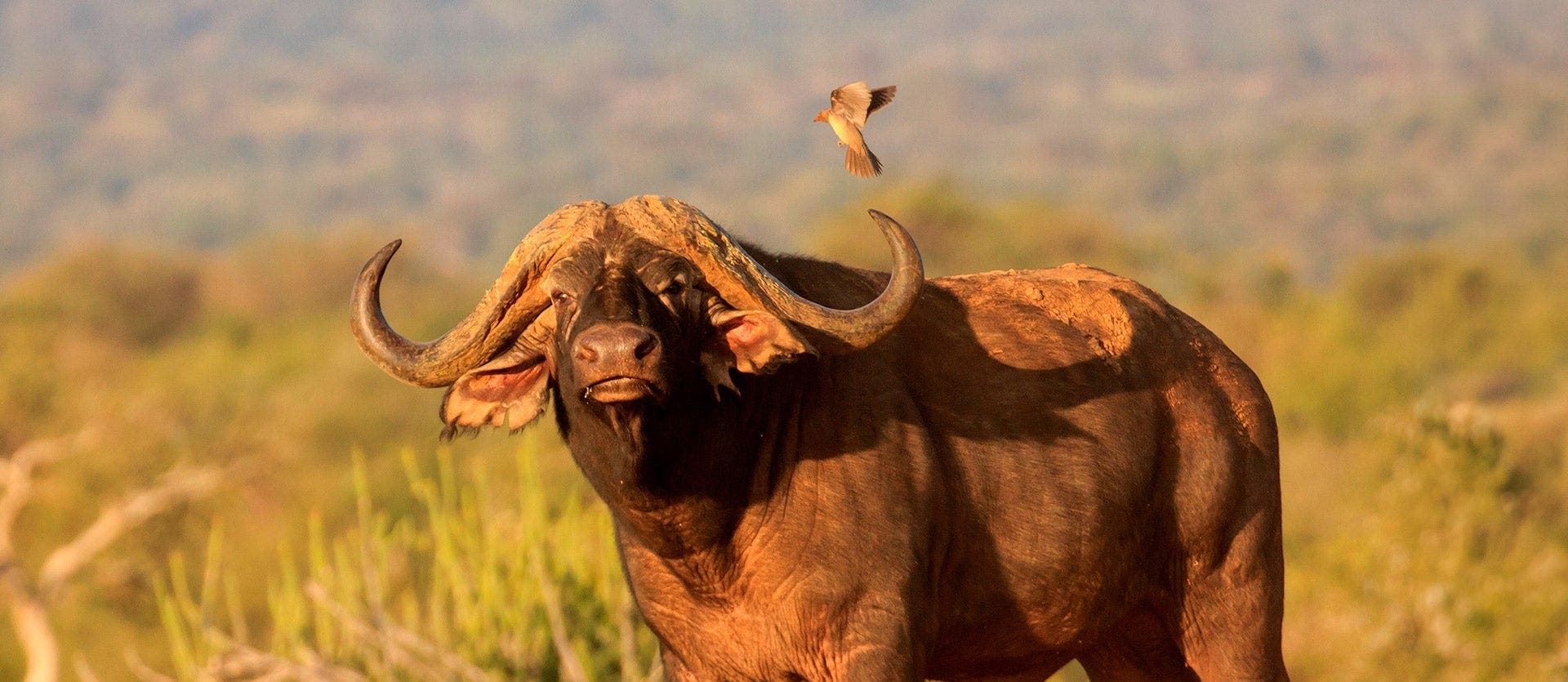 Cape, Kruger, Victoria Falls & Chobe N.P.