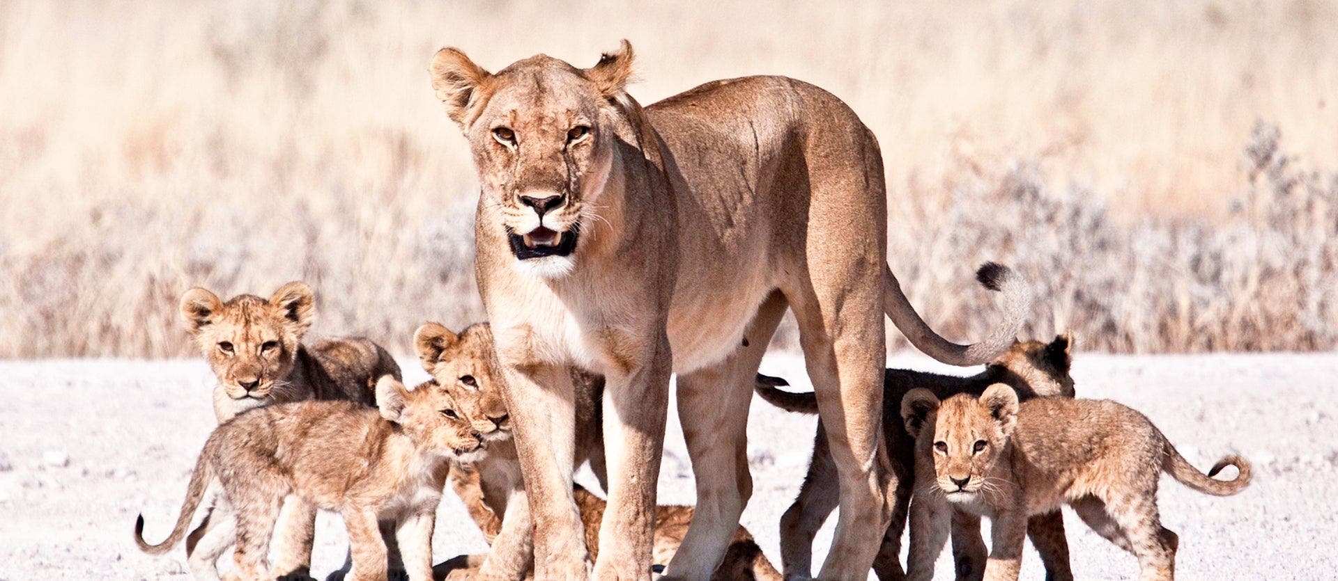Safari, Sand Dunes & Victoria Falls