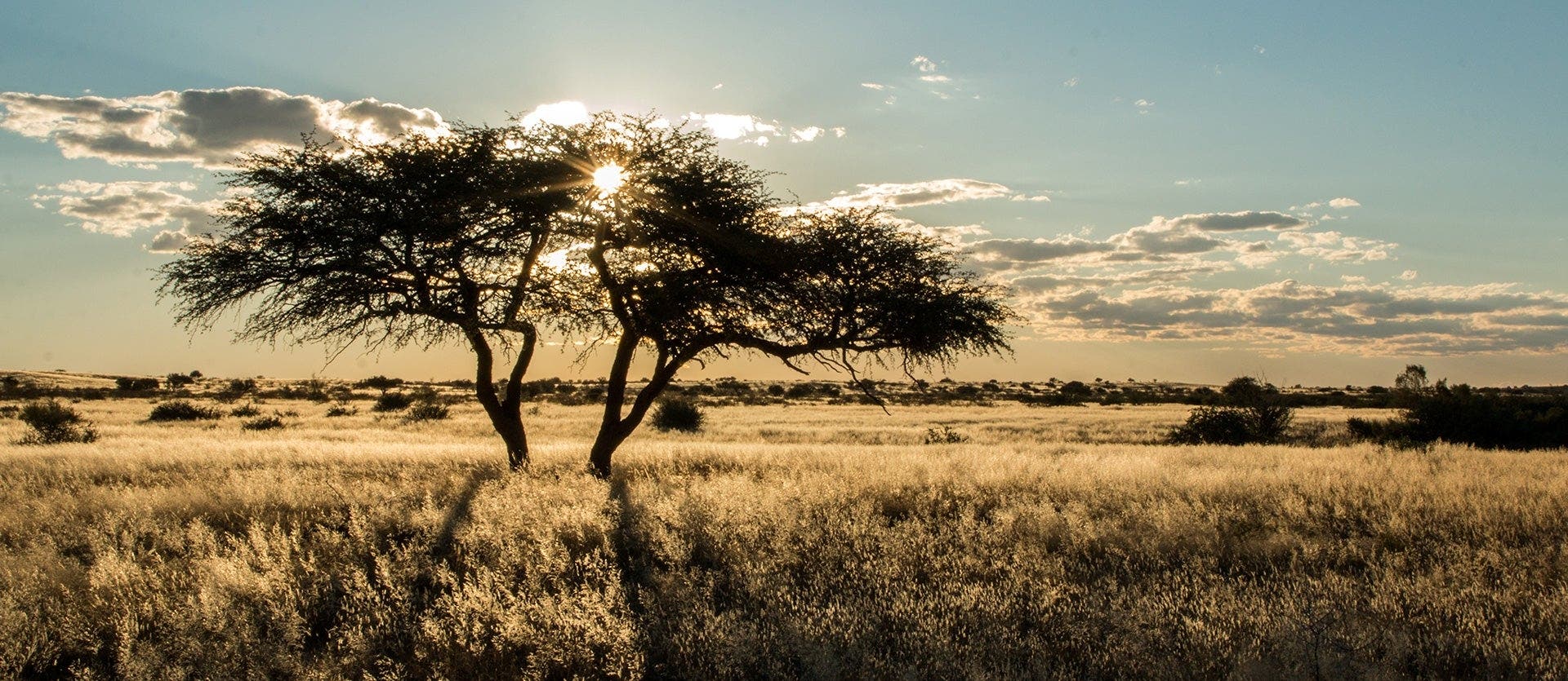 Essence of Namibia: Dunes & Skeleton Trees