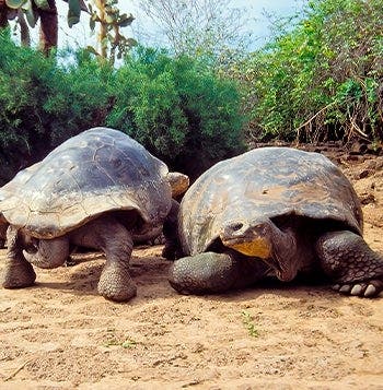 Ecuador 360: Cities & Santa Cruz Island