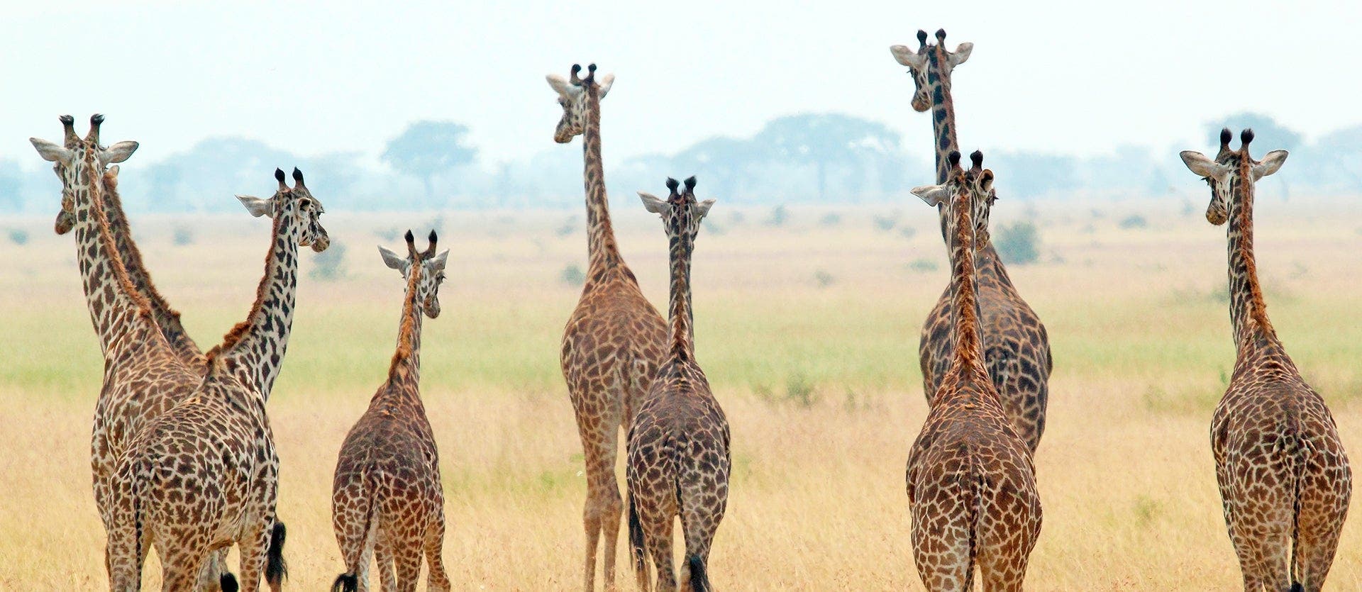 Serengeti, Ngorongoro & Tarangire Safari