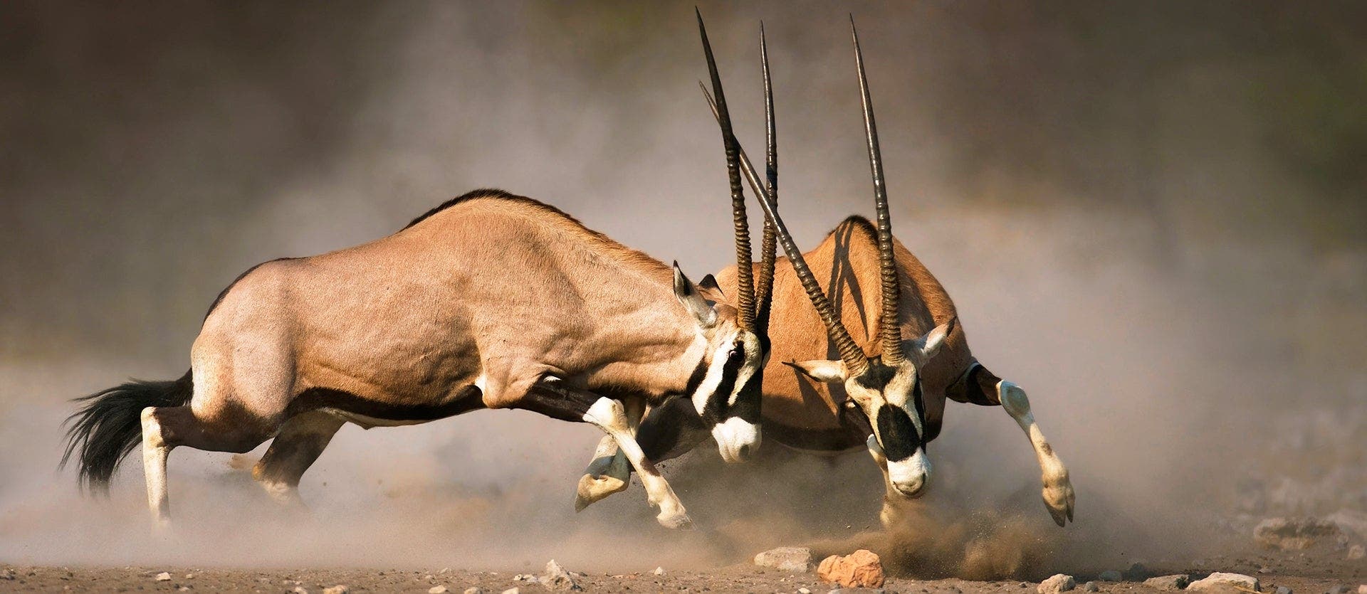 Victoria Falls, Safari Days & Giant Dunes