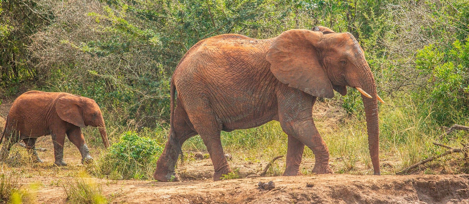 Wildlife Safaris & Paradise Island Getaway