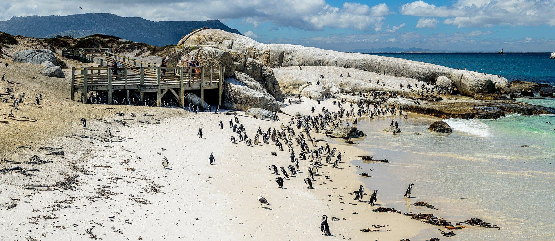 Family: Safari, Beaches & Table Mountain