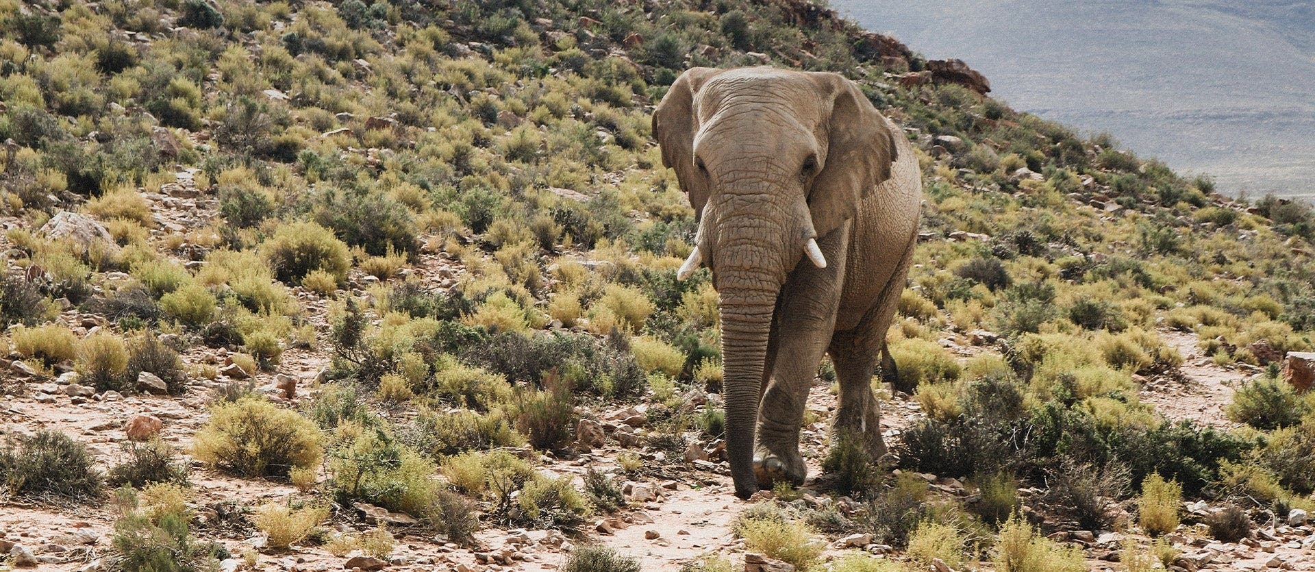 Family: Safari, Beaches & Table Mountain