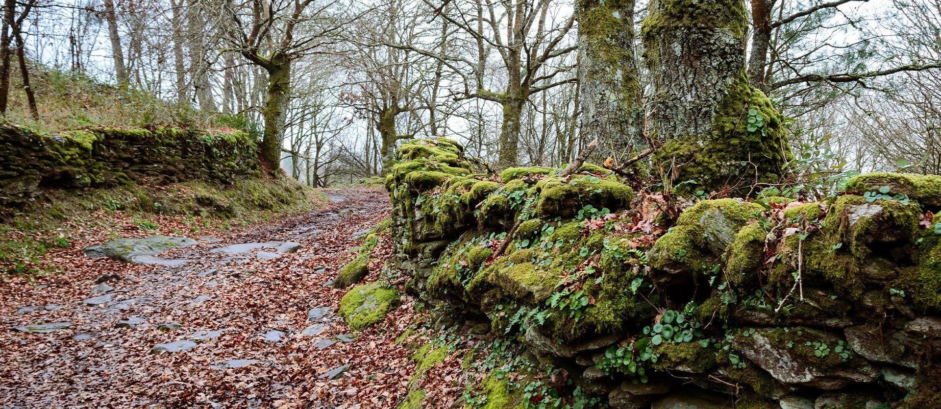 Pilgrimage Journey: The Camino de Santiago
