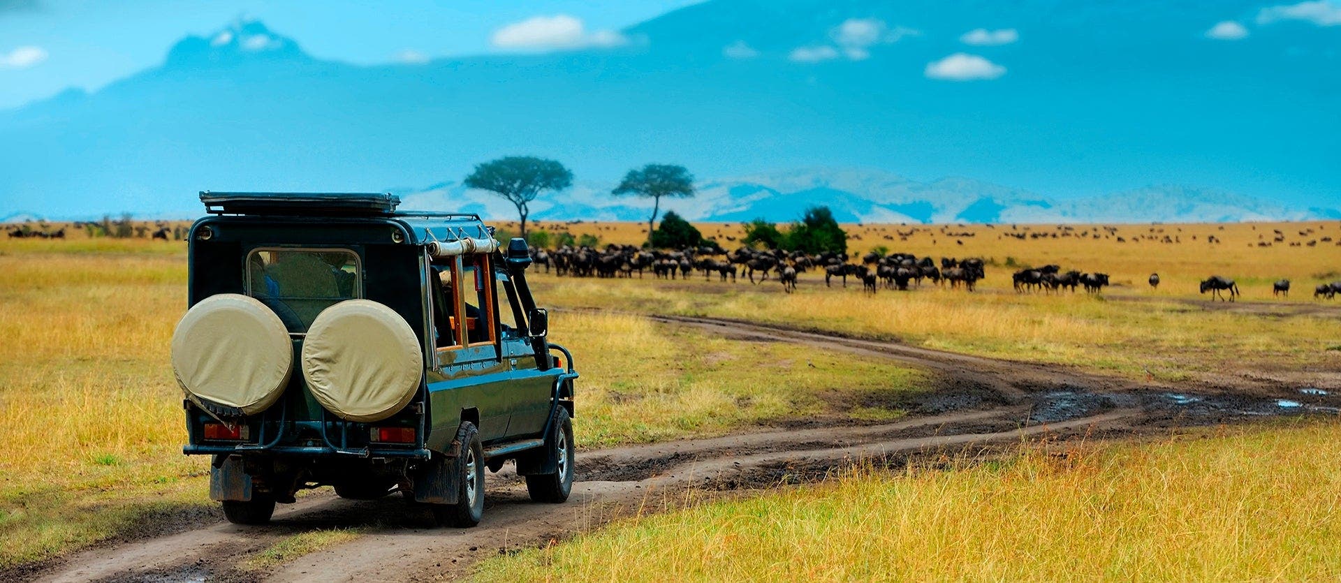 Mountain gorillas & the Big 5 