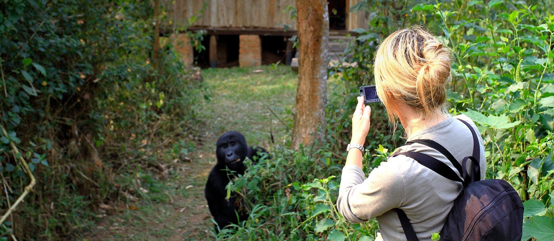 Mountain gorillas & the Big 5 