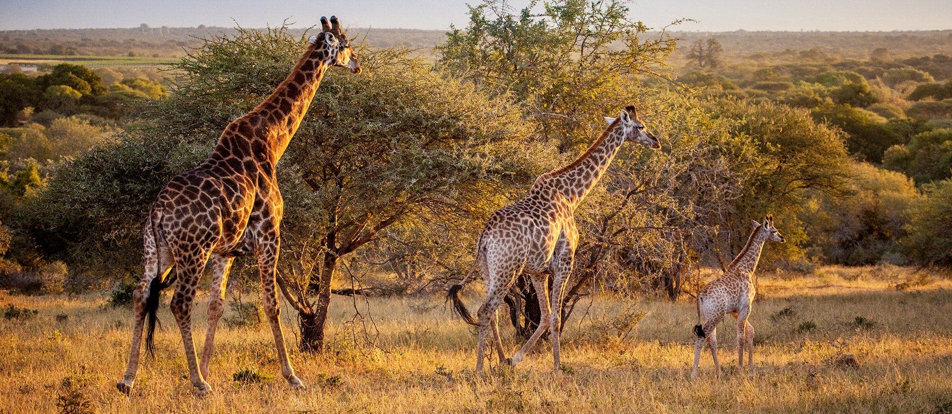 Kruger Safari & Zulu Heritage